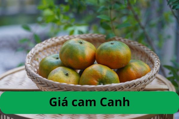 gia cam canh