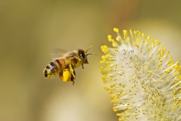 ong di lay phan tu hoa