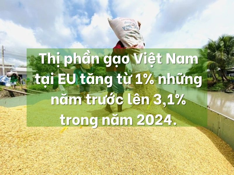 thi phan xuat khau gao Viet tang tu 1% len 3.2% nam 2024