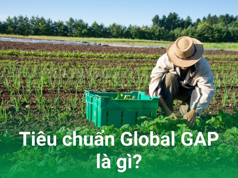 tieu chuan Global GAP