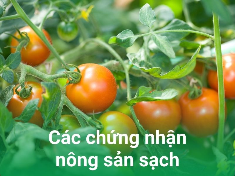 cac chung nhan nong san sach