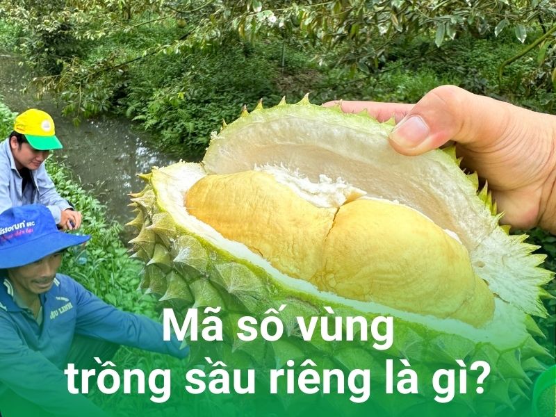 ma so vung trong sau rieng