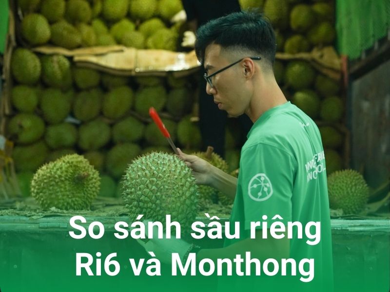 so sanh sau rieng ri6 va monthong