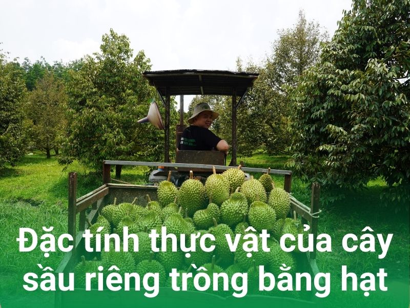 dac tinh thuc vat cua cay sau rieng