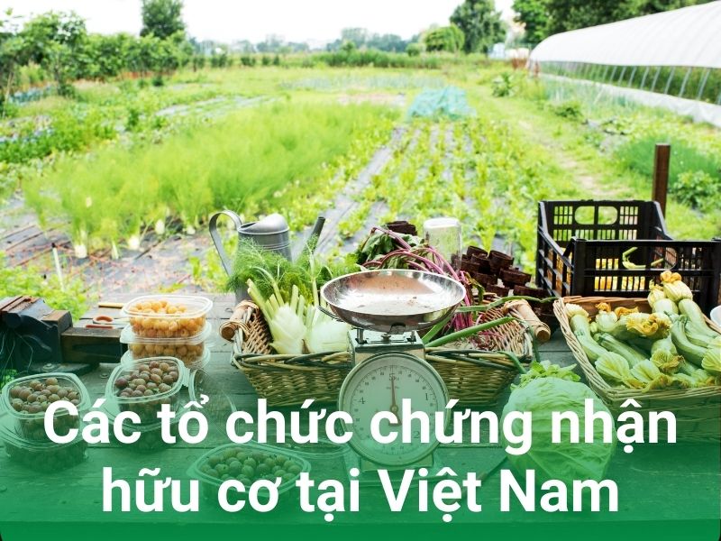 cac to chuc chung nhan huu co Viet Nam