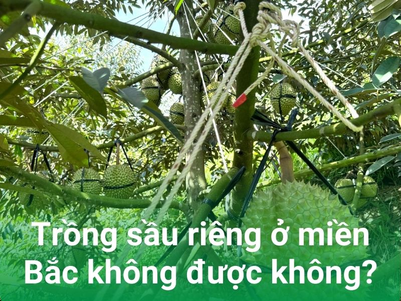 canh tac sau rieng o mien bac