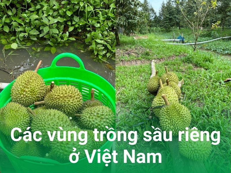 cac vung trong sau rieng o VN