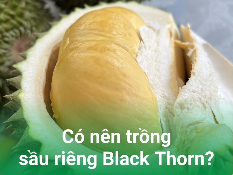 co nen trong sau rieng black thorn