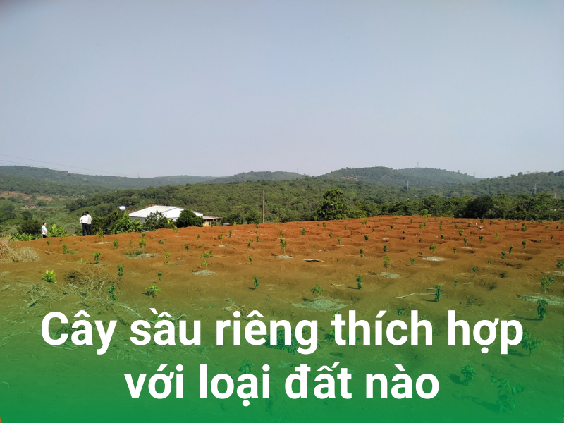 cay sau rieng thich hop voi loai dat nao