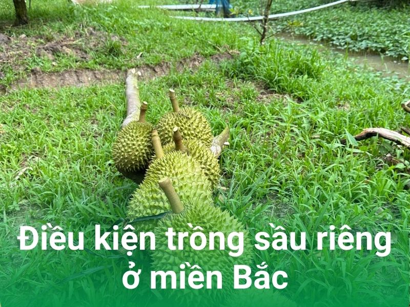 mien bac trong sau rieng co hieu qua cao khong