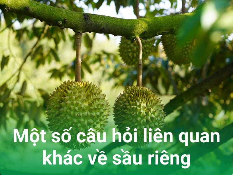 mot so cau hoi khac ve sau rieng