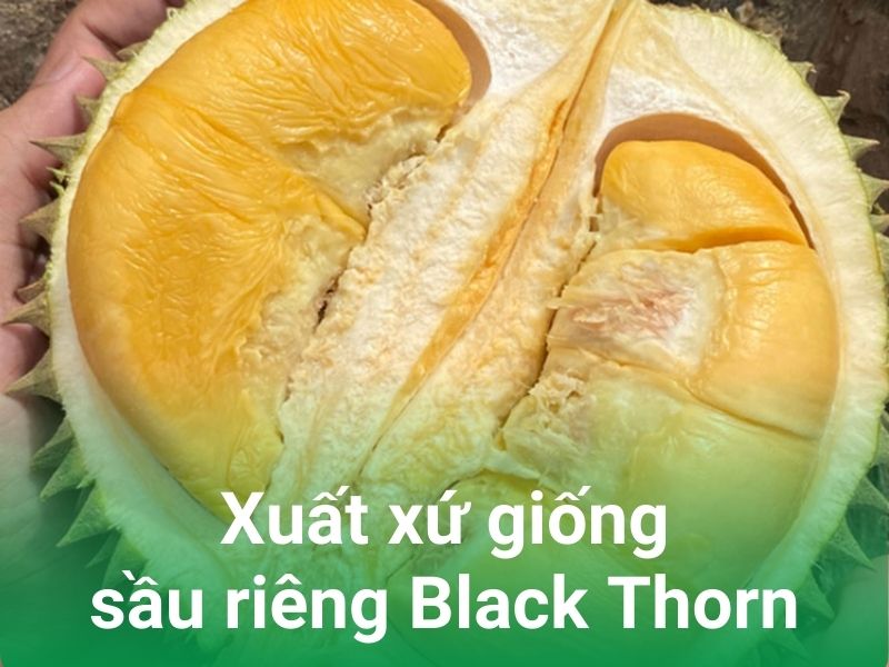 xuat xu giong sau rieng gai den