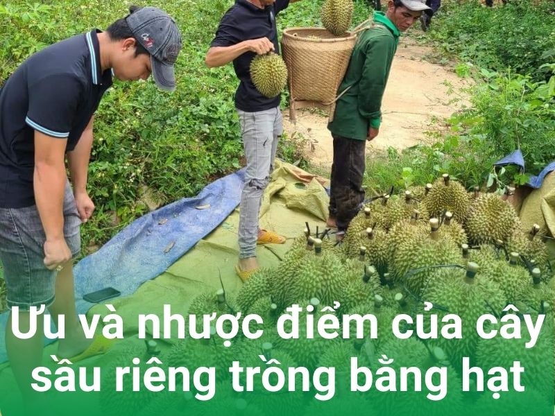 uu nhuoc diem cua cay sau rieng