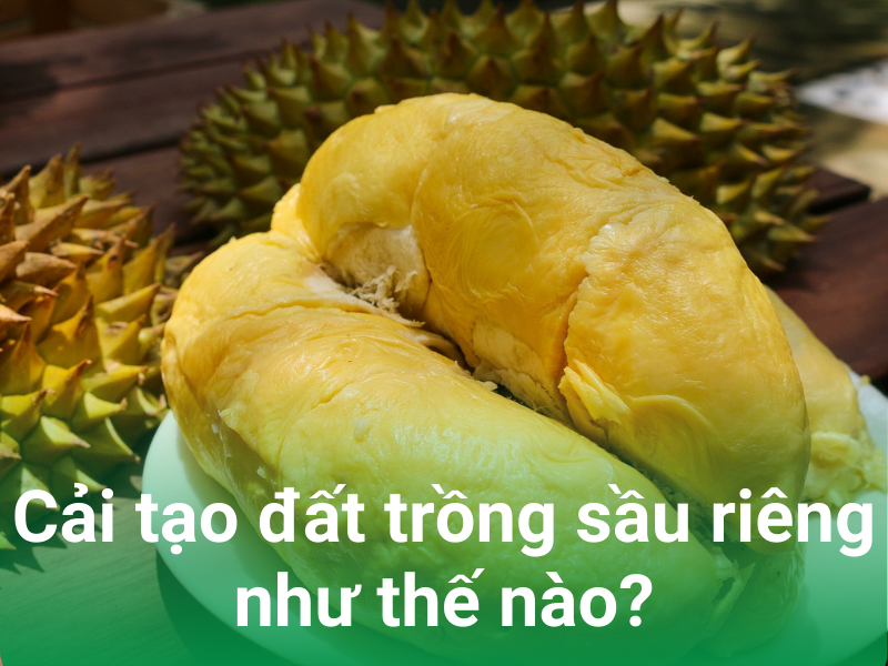 cai tao dat cho cay sau rieng