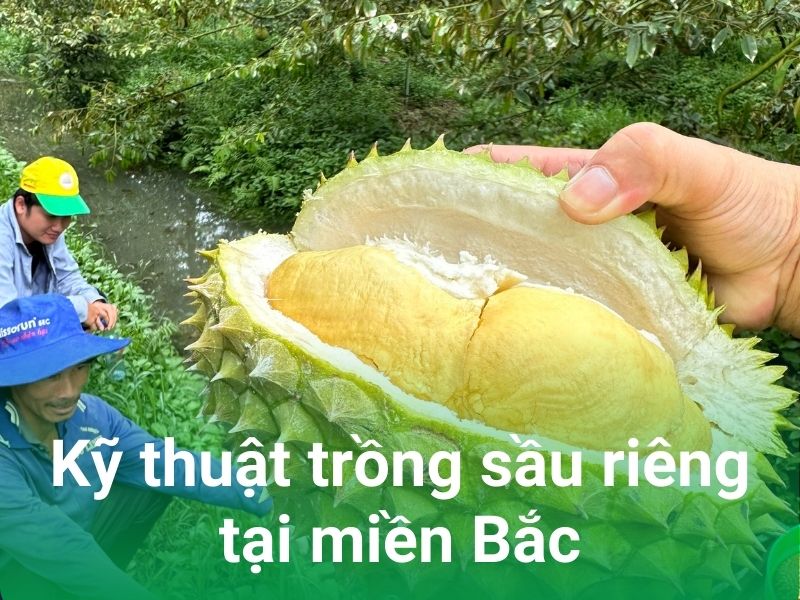 ky thuat trong sau rieng