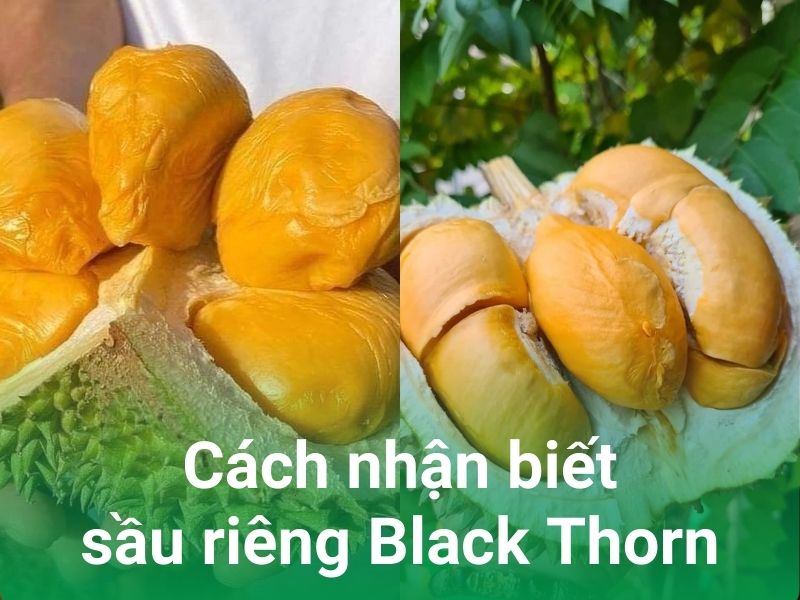 cach nhan biet sau rieng gai den