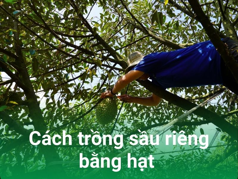 cach trong sau rieng bang hat