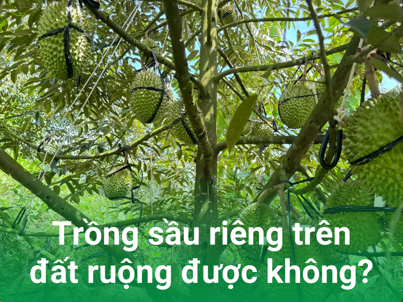 trong sau rieng tren dat ruong