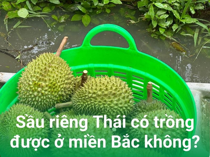 mien bac trong sau rieng thai duoc khong