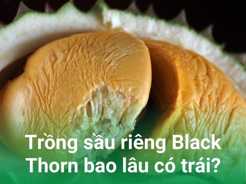 trong black thorn bao lau co trai