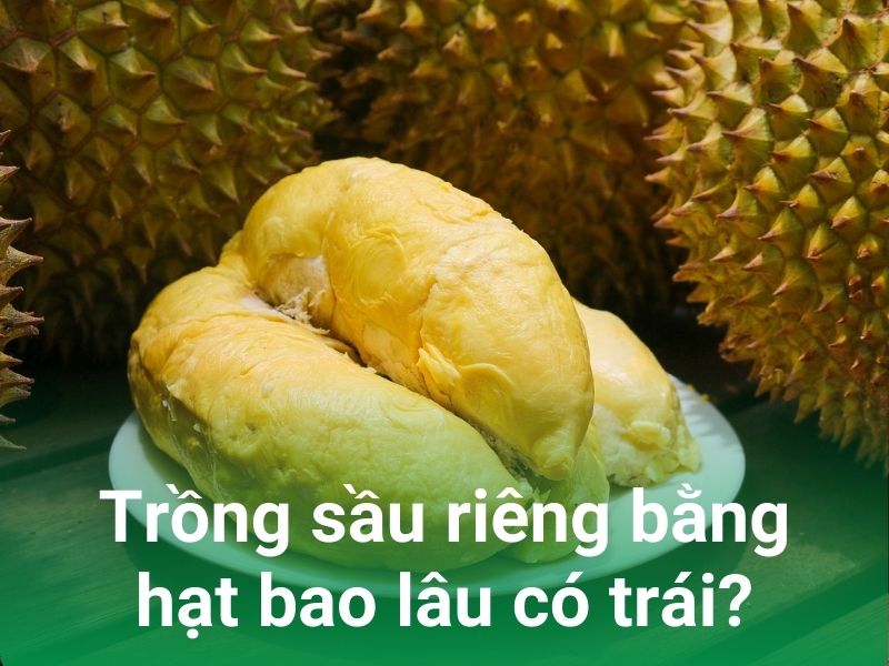 trong sau rieng bang hat bao lau co trai