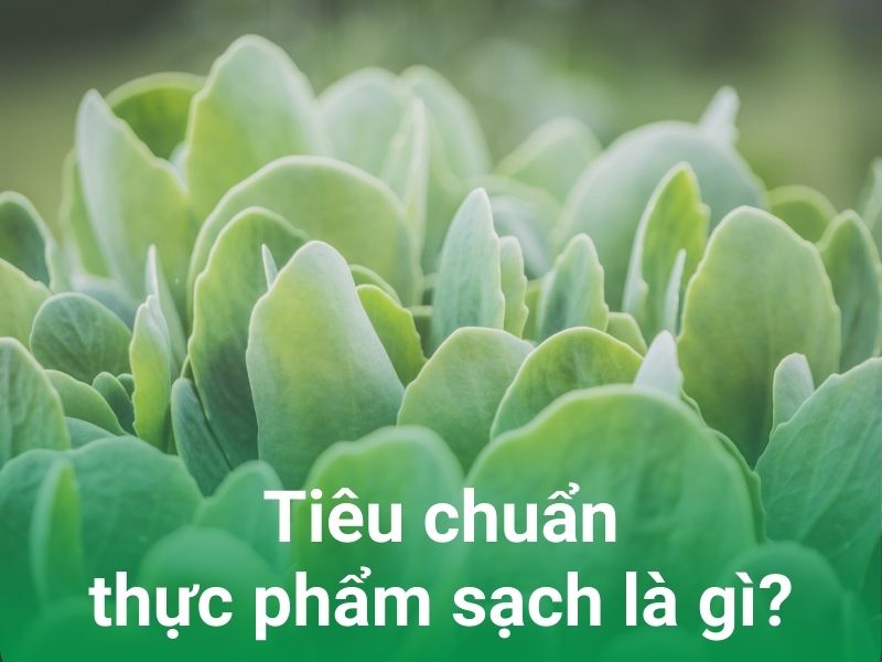 tieu chuan thuc pham sach la gi