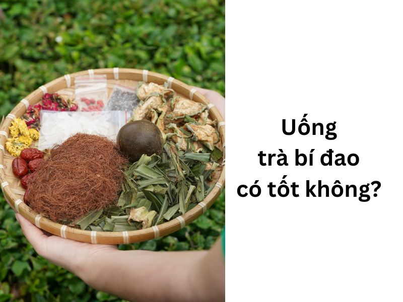 uong sam bi dao co tot khong