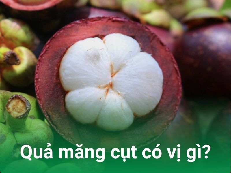 vi cua qua mang cut