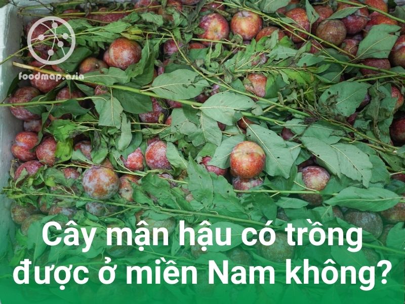 man hau co trong duoc o mien nam khong