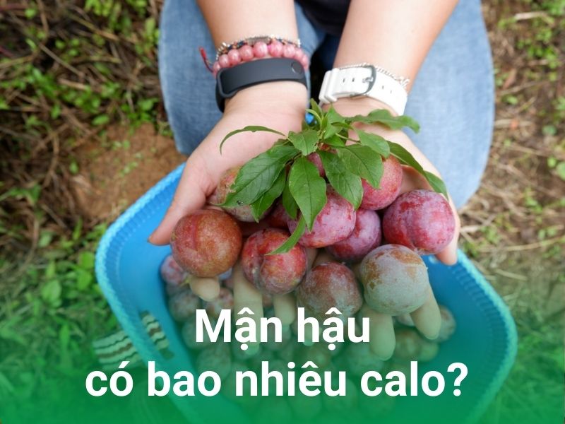 man hau co bao nhieu calo