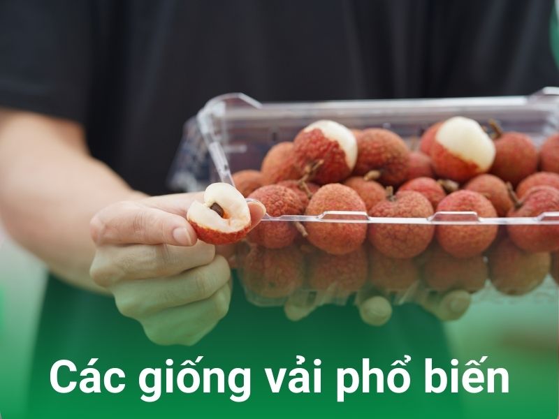 cac giong vai pho bien