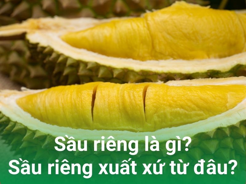 xuat xu cua sau rieng