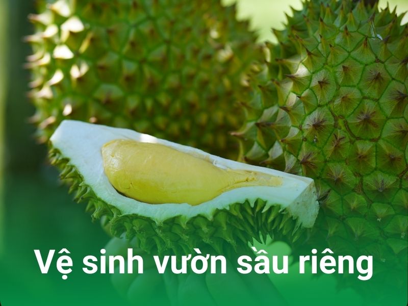 ve sinh vuon sau rieng