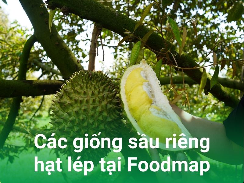 cac giong sau rieng hat lep tai foodmap