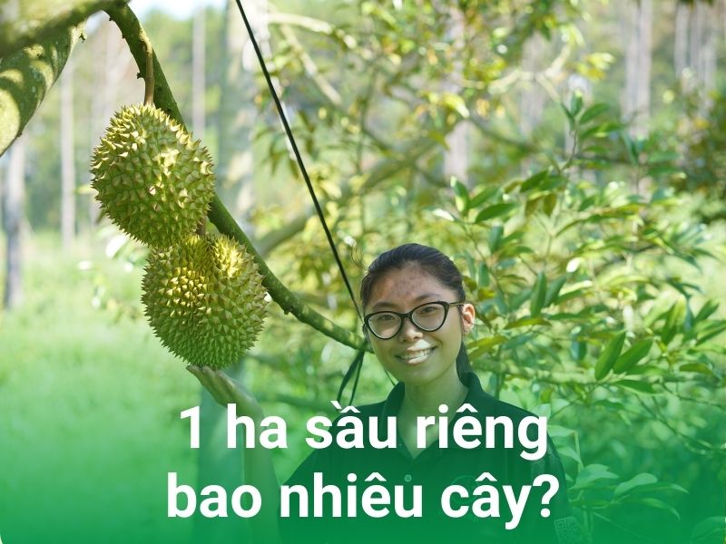 1 hec ta sau rieng bao nhieu cay