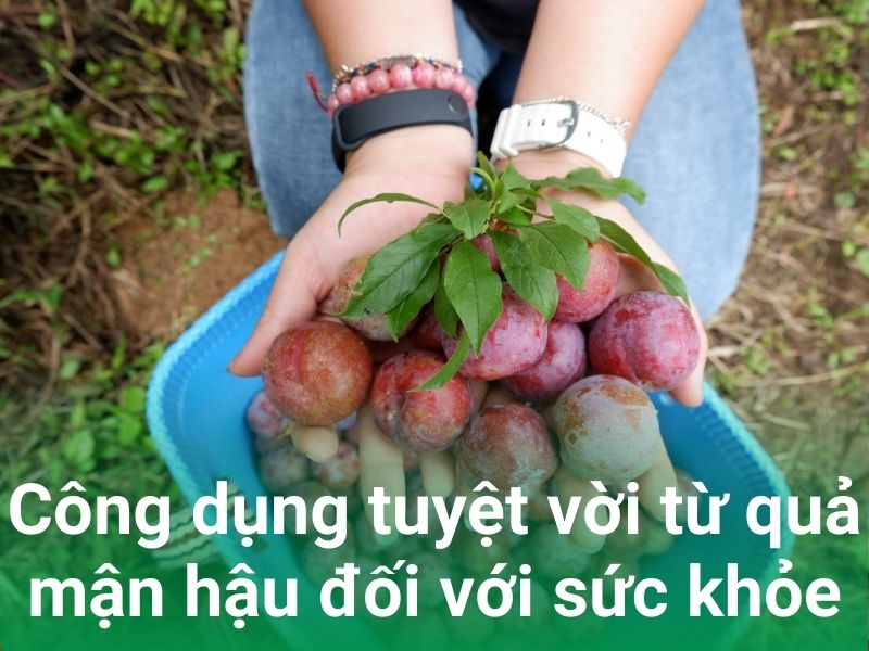 loi ich cua man hau voi suc khoe