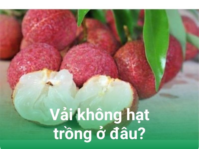 vai khong hat trong o dau