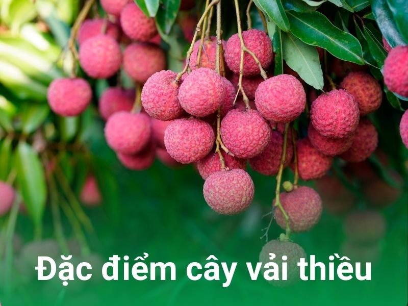 dac diem cua cay vai thieu