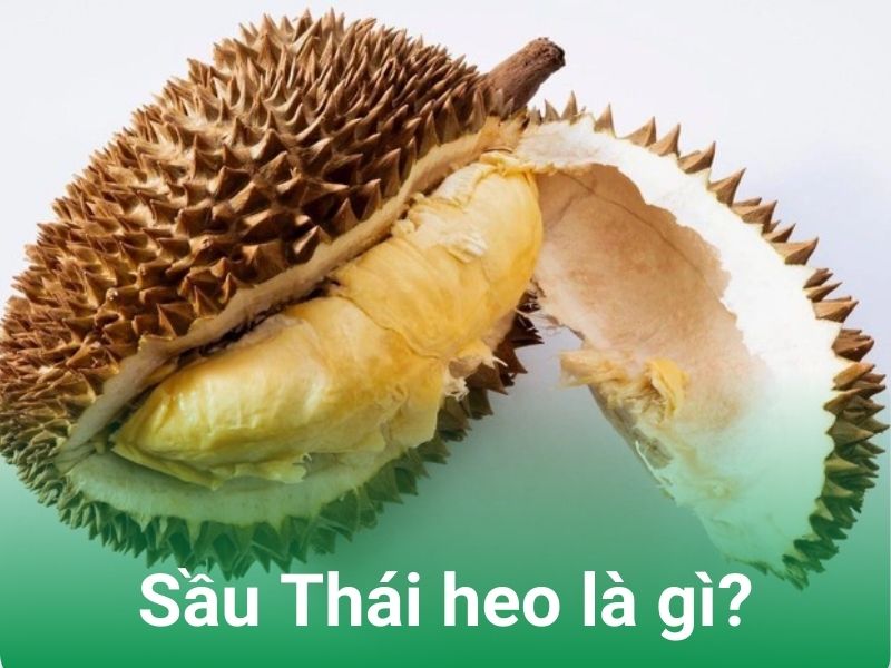 sau rieng heo la gi