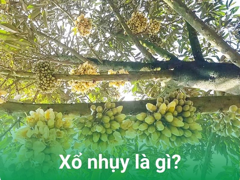 xo nhuy la gi