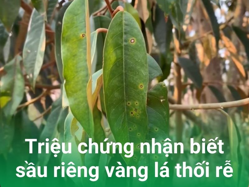 trieu trung nhan biet sau rieng vang la thoi re