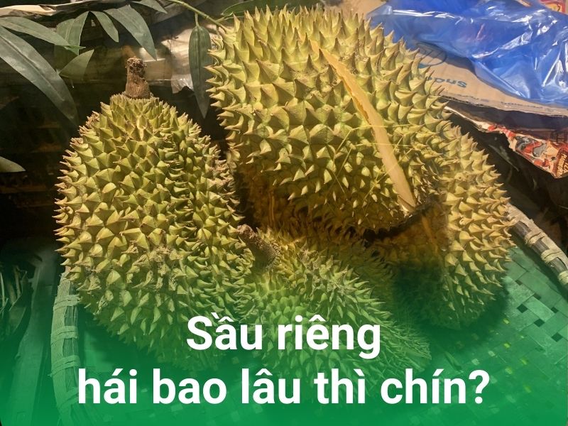 sau rieng hai bao lau thi chin