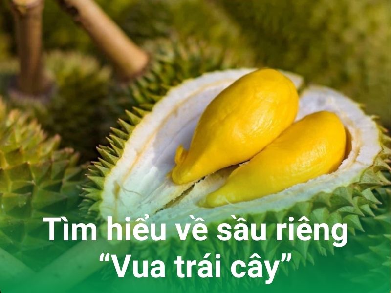 tim hieu ve cay sau rieng