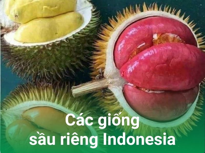 cac giong sau rieng cua indo