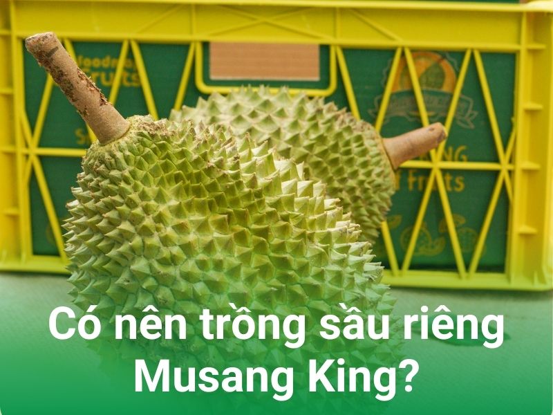 co nen trong sau rieng musang king