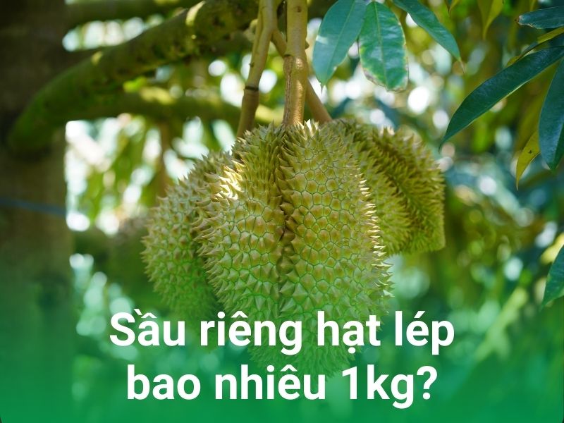 sau rieng hat lep bao nhieu 1kg