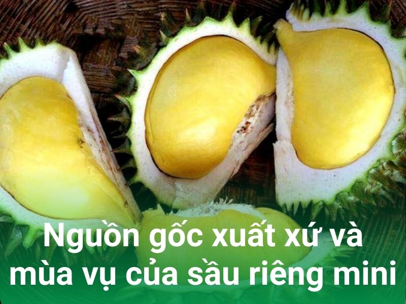 nguon goc xuat xu cua sau rieng mini