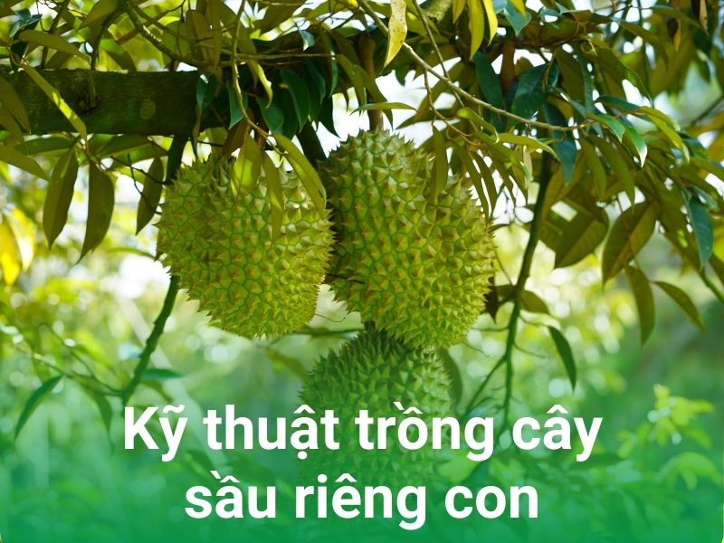 ky thuat trong cay sau rieng con