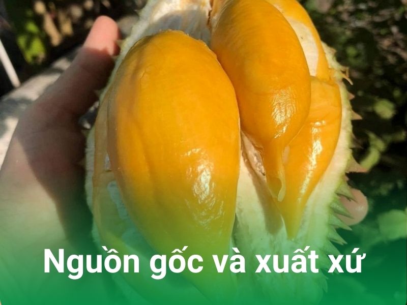 nguon goc va xuat xu sau rieng fumani