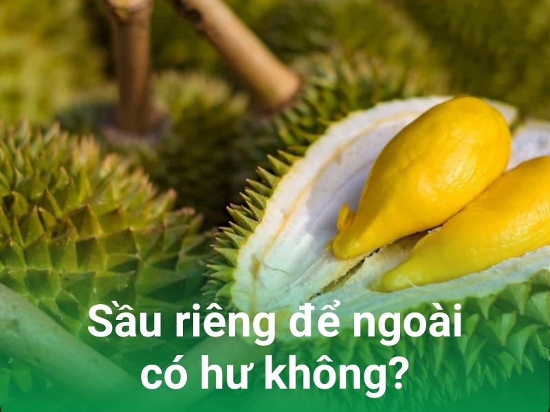 sau rieng de ngoai co hu khong